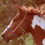 Pferdeohren - Die hochwertigsten Pferdeohren analysiert!