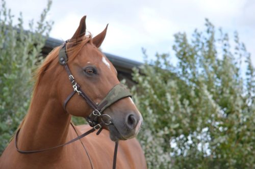 Equitrense Vario Camouflage