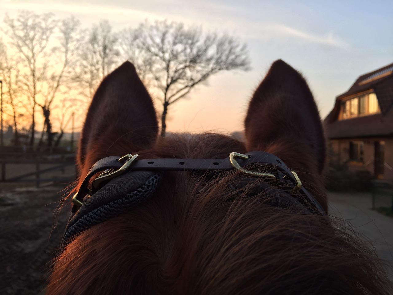 Neck Patches_LR