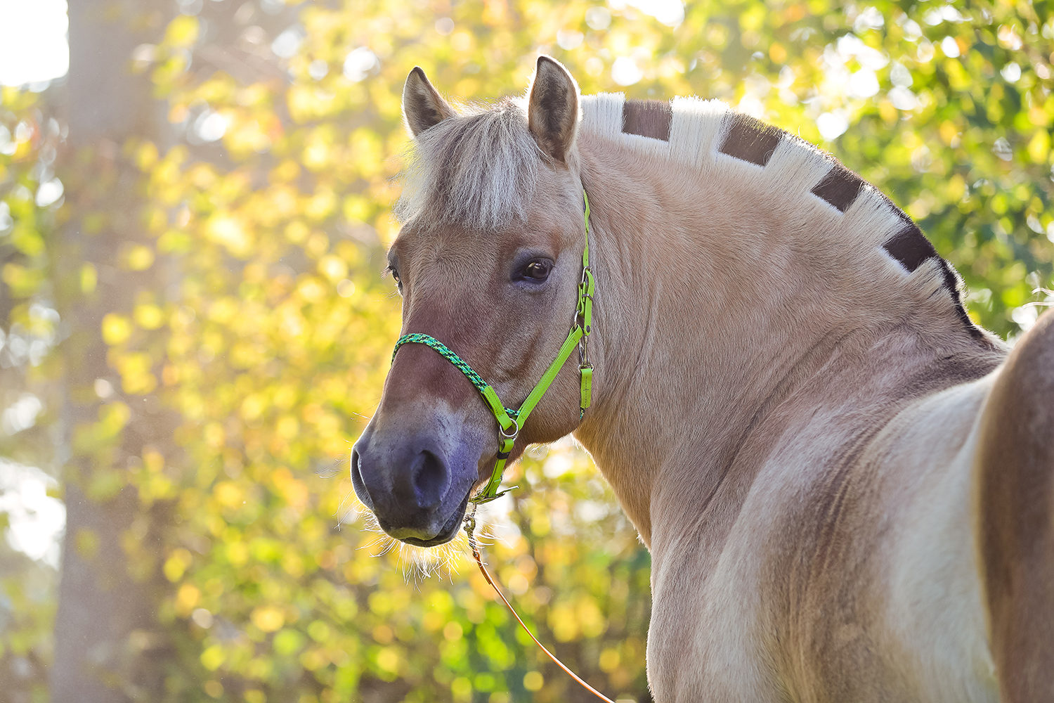equimero0920_325