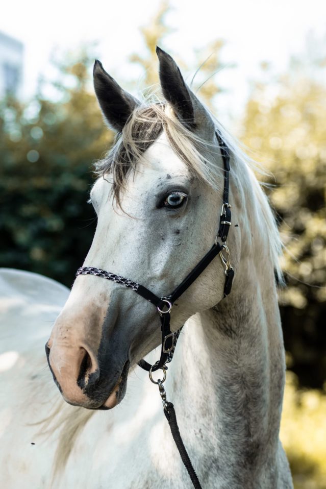 Equimero6779