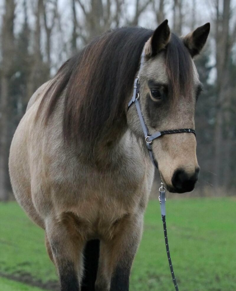 emmi