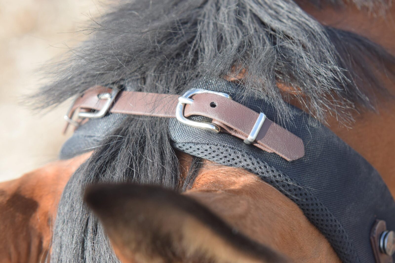Equitrense (9)