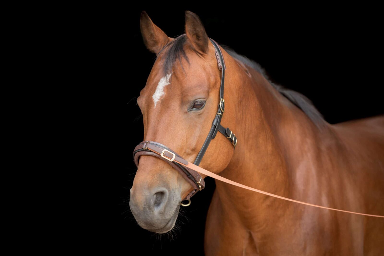 equiteam-produktfotos-am-pferd-073