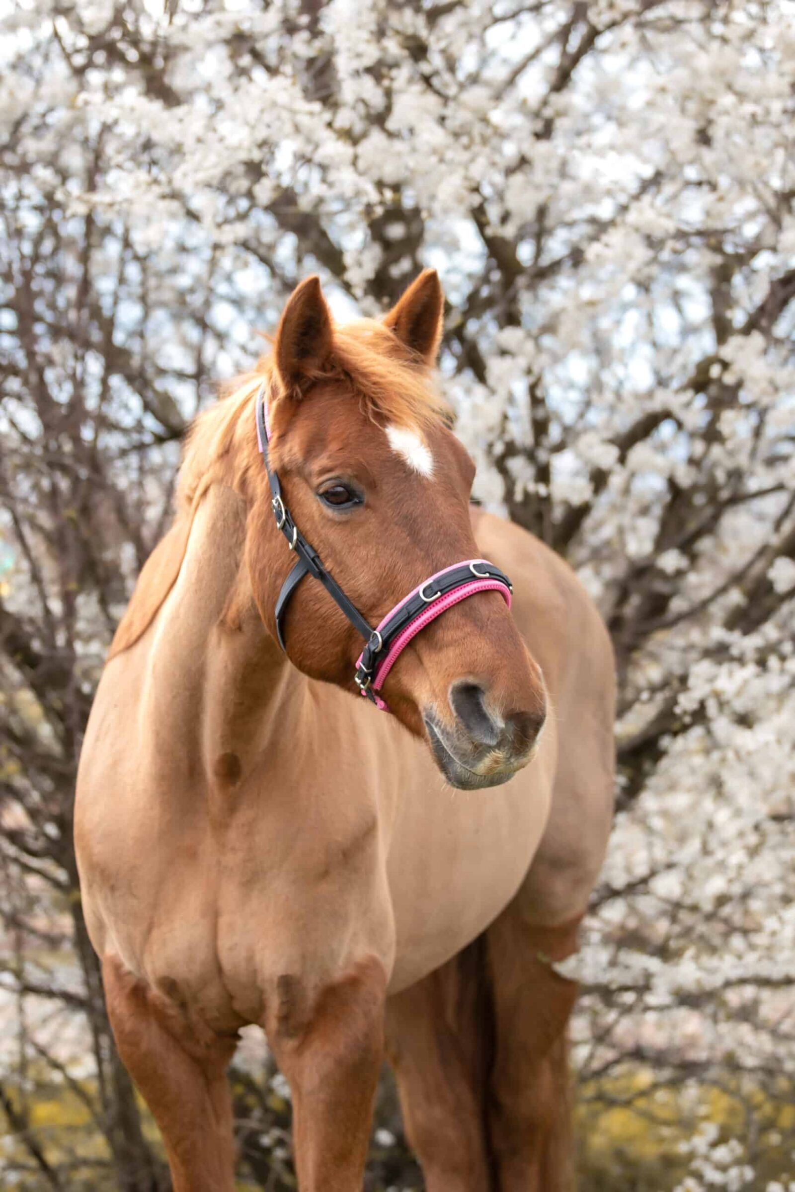 Equizaum mit Polster himbeerpink3