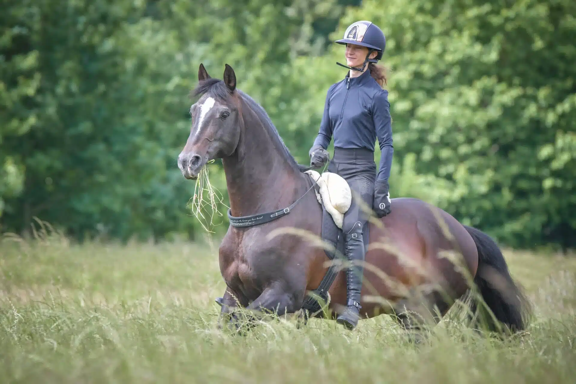 Equizügel® "Mistral"