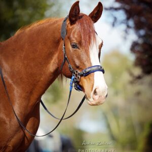 Glücksrad-Zaum (ohne Räder)