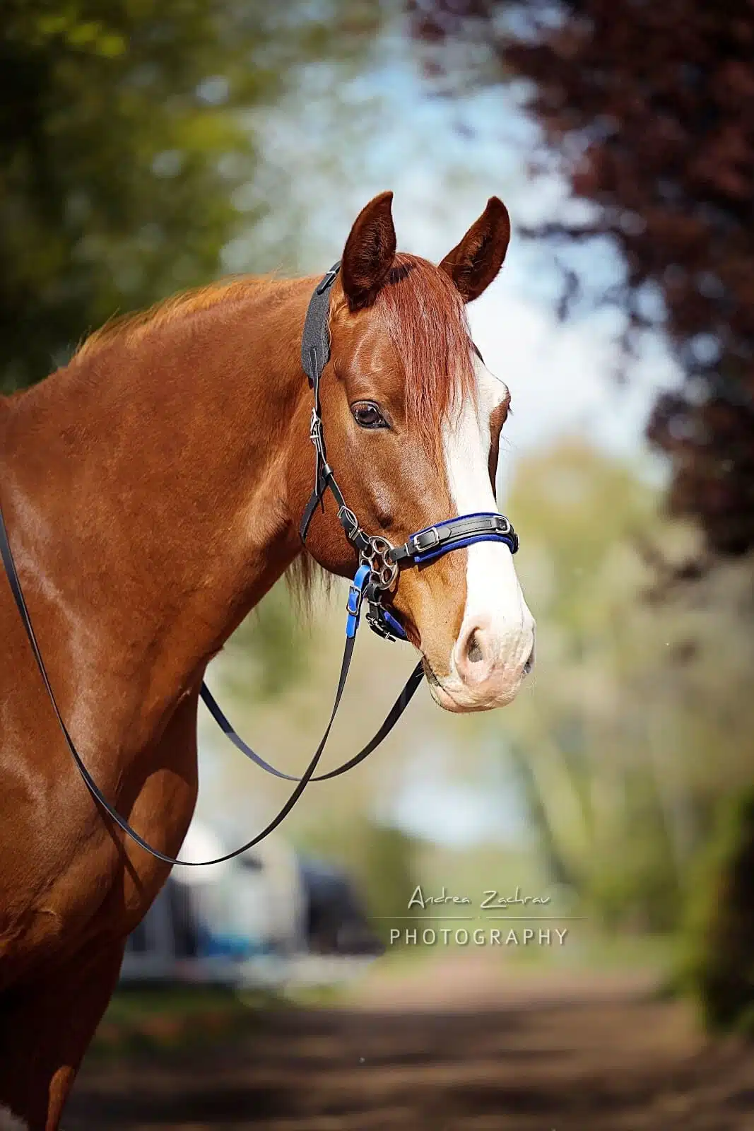Glücksrad-Zaum (ohne Räder)