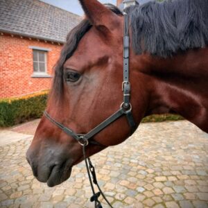 BitlessBridle Alizée