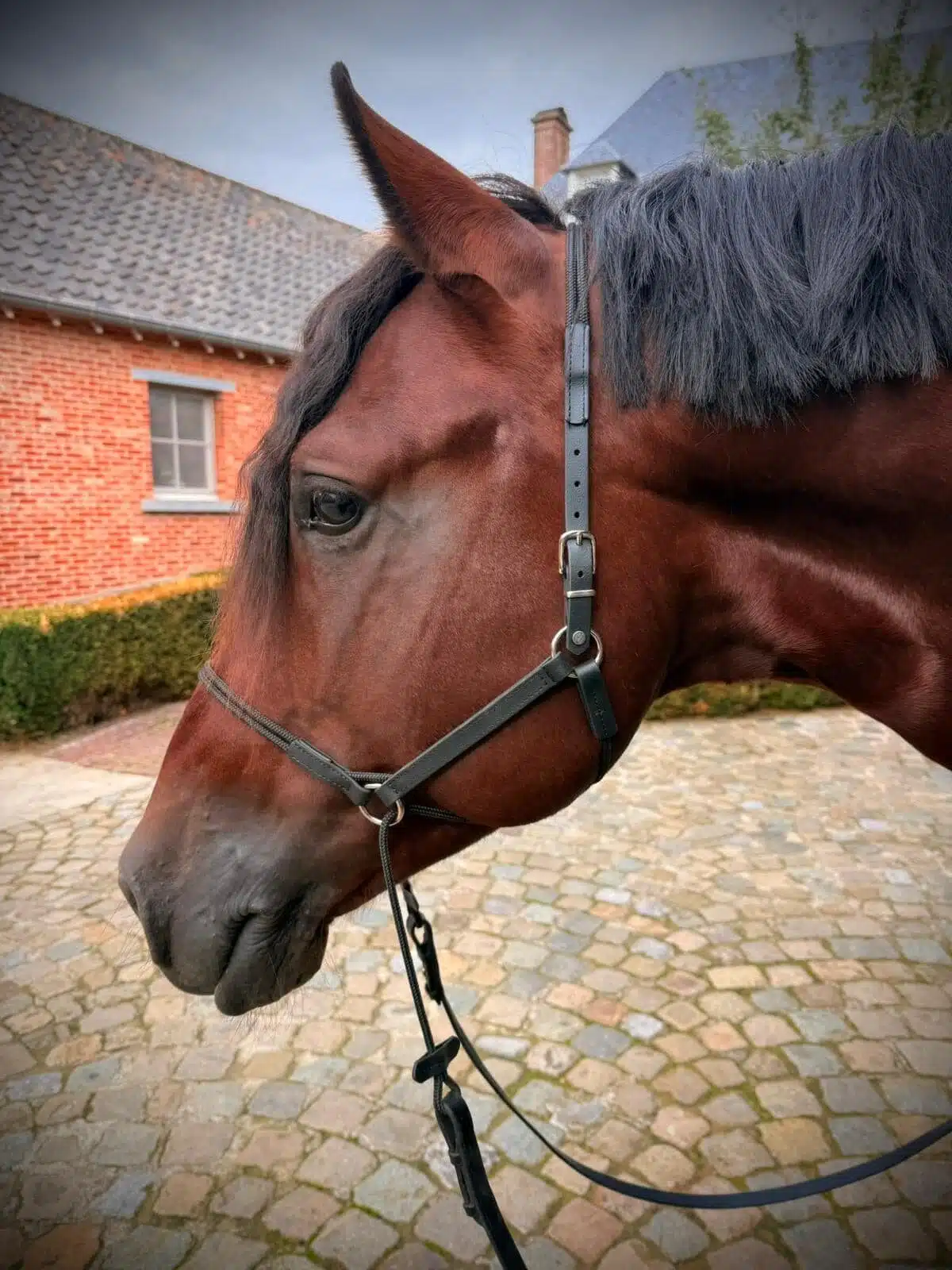 BitlessBridle Alizée