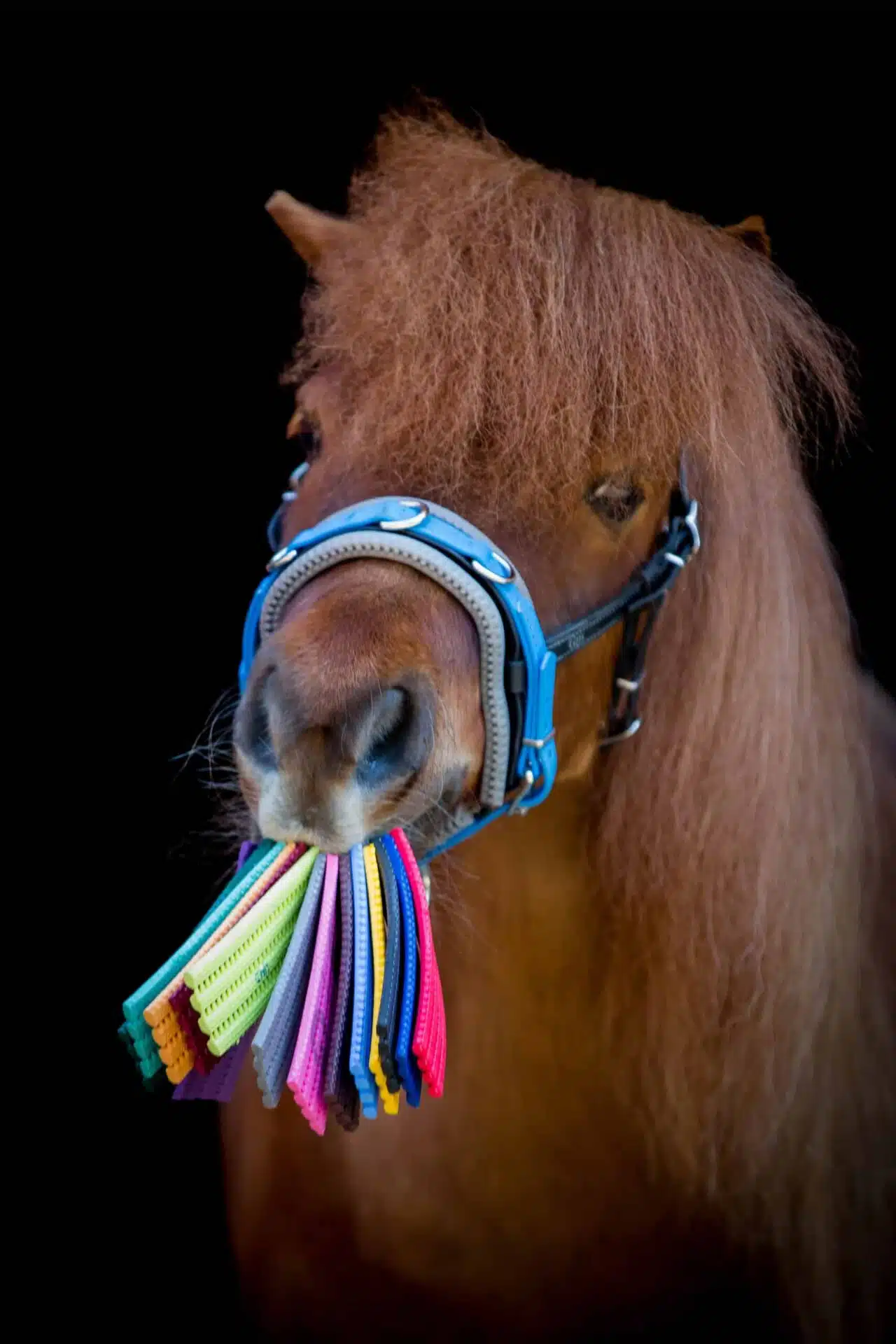Polster für Equizaum®, Glücksradzaum und Halfter