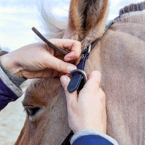 Sicherheitsschniepel