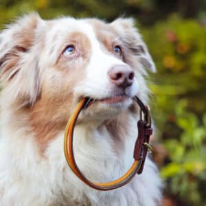 Hundehalsband