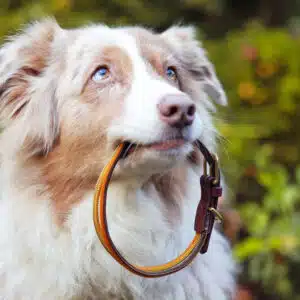 Hundehalsband
